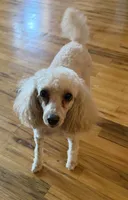 AKC Lulu , a female Poodle - Miniature  for sale in New York City, NY – 1 of 2