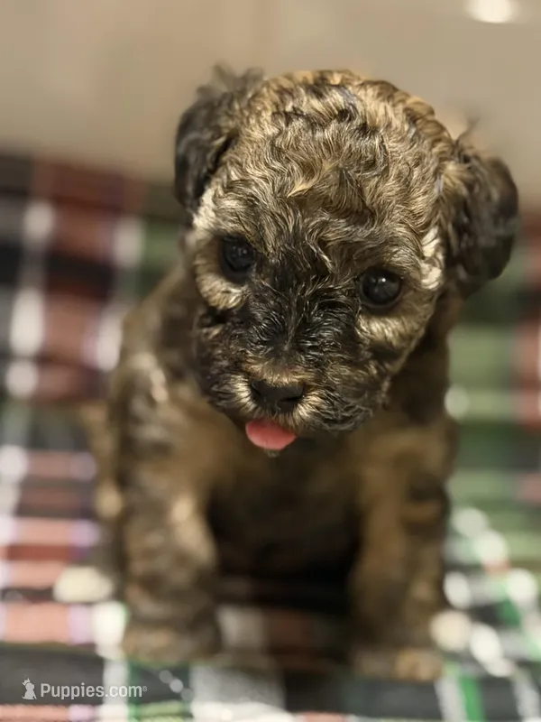 AKC Sable Milan  – Poodle - Toy  puppy for sale in New York City, NY