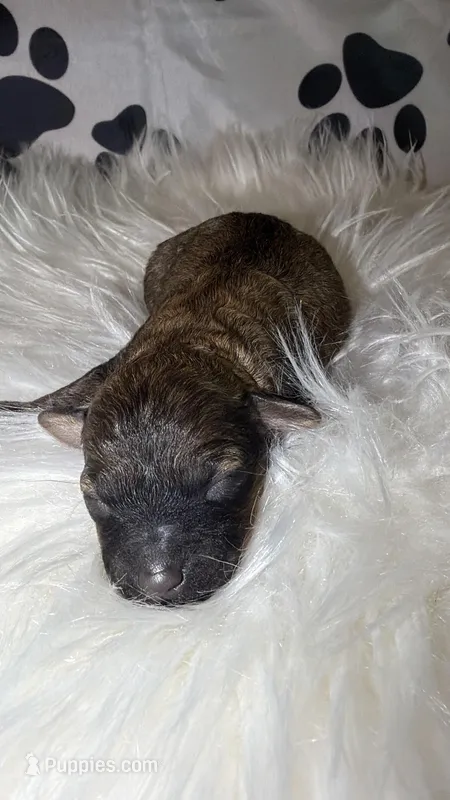 AKC Sable Milan  – Poodle - Toy  puppy for sale in New York City, NY