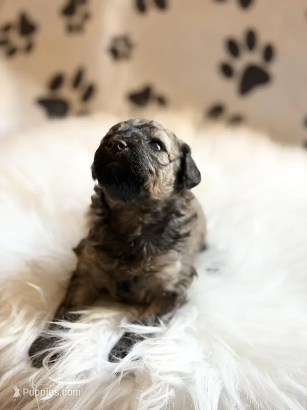AKC Sable Milan  – Poodle - Toy  puppy for sale in New York City, NY