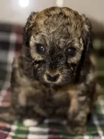 AKC Sable Milan , a female Poodle - Toy  for sale in New York City, NY – Photo 4 of 5