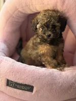 AKC Milan , a female Poodle - Toy  for sale in New York City, NY – 1 of 6