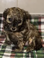 AKC Sable Milan , a female Poodle - Toy  for sale in New York City, NY – Photo 5 of 5
