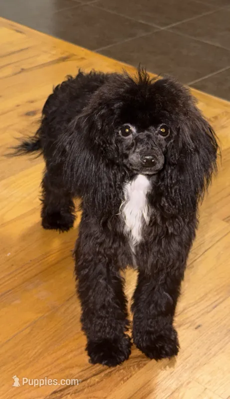 AKC Italy – Poodle - Toy  puppy for sale in Bronx, NY