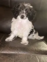 AKC Tcup Chester, a male Poodle - Toy  for sale in Bronx, NY – 2 of 5