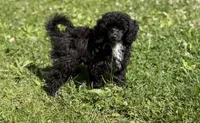 AKC Italy, a female Poodle - Toy  for sale in Bronx, NY – 5 of 7