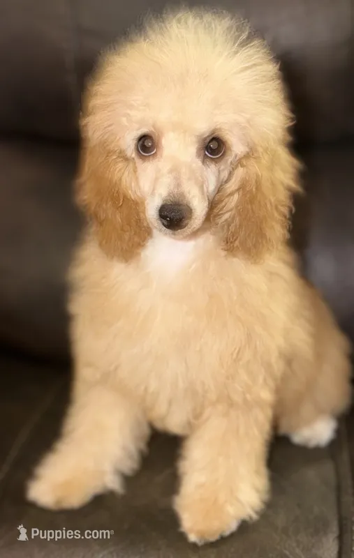 AKC Sydney  – Poodle - Miniature  puppy for sale in New York City, NY