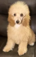 AKC Sydney , a female Poodle - Miniature  for sale in Bronx, NY – 1 of 7