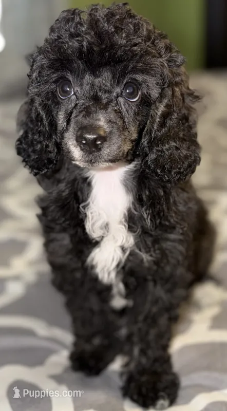 AKC Donna  – Poodle - Miniature  puppy for sale in New York City, NY