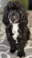AKC Donna , a female Poodle - Miniature  for sale in New York City, NY – 2 of 5