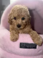 AKC Natalie , a female Poodle - Miniature  for sale in New York City, NY – 1 of 3