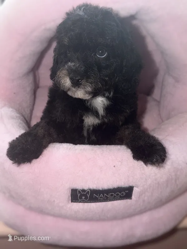 AKC Donna  – Poodle - Miniature  puppy for sale in New York City, NY
