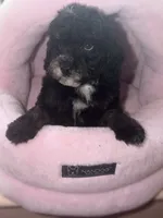 AKC Donna , a female Poodle - Miniature  for sale in New York City, NY – 1 of 3