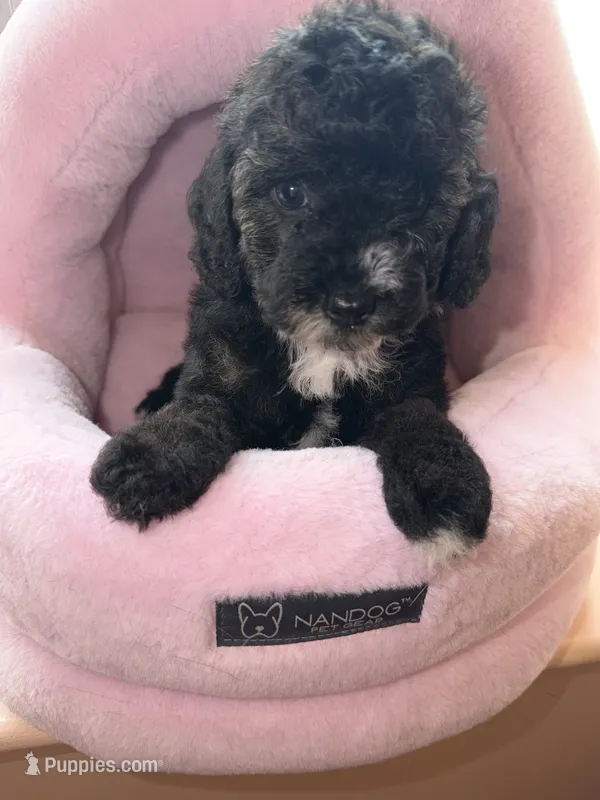 AKC Carmy – Poodle - Miniature  puppy for sale in New York City, NY