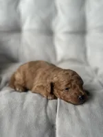 AKC Rocko, a male Poodle - Toy  for sale in Bronx, NY – 2 of 10