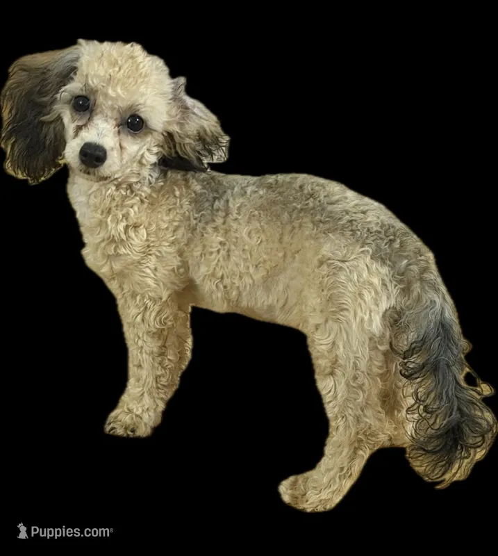 AKC Rome  – Poodle - Toy  puppy for sale in New York City, NY