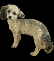 AKC Rome , a female Poodle - Toy  for sale in New York City, NY – 1 of 5