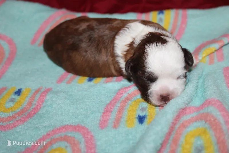 Cinnamon  – Lhasapoo, Shih Tzu puppy for sale in Bronx, NY