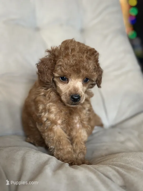 AKC Rocko – Poodle - Toy  puppy for sale in Bronx, NY