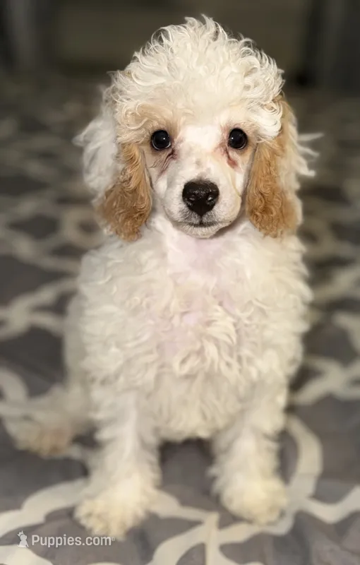 AKC Albert – Poodle - Toy  puppy for sale in New York City, NY