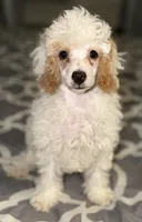 AKC Albert, a male Poodle - Toy  for sale in New York City, NY – 2 of 6