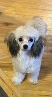 AKC Tiny Milan , a female Poodle - Toy  for sale in Bronx, NY – 2 of 5