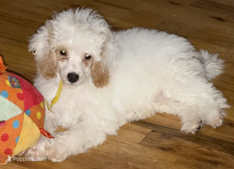 AKC Albert – Poodle - Toy  puppy for sale in New York City, NY