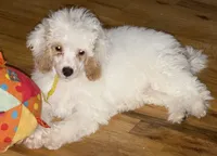 AKC Albert, a male Poodle - Toy  for sale in New York City, NY – 1 of 6
