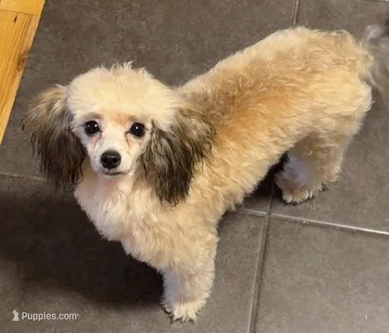 AKC Tiny Milan  – Poodle - Toy  puppy for sale in New York City, NY