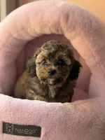AKC Rome , a female Poodle - Toy  for sale in New York City, NY – 3 of 3