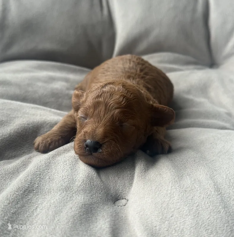 AKC Rocko – Poodle - Toy  puppy for sale in New York City, NY