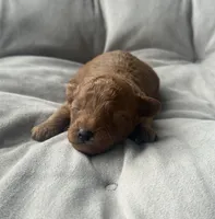 AKC Rocko, a male Poodle - Toy  for sale in Bronx, NY – 6 of 10