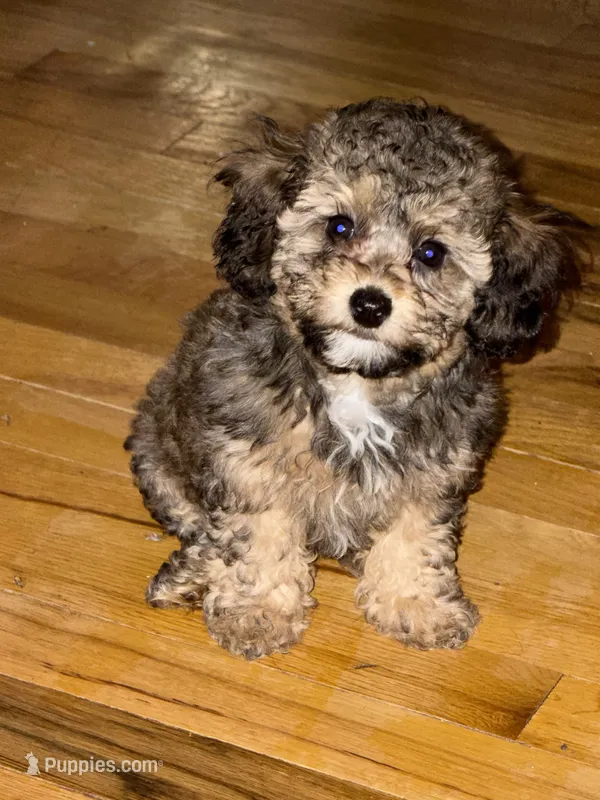 AKC Rome  – Poodle - Toy  puppy for sale in New York City, NY