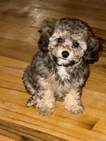 AKC Rome , a female Poodle - Toy  for sale in New York City, NY – 1 of 3