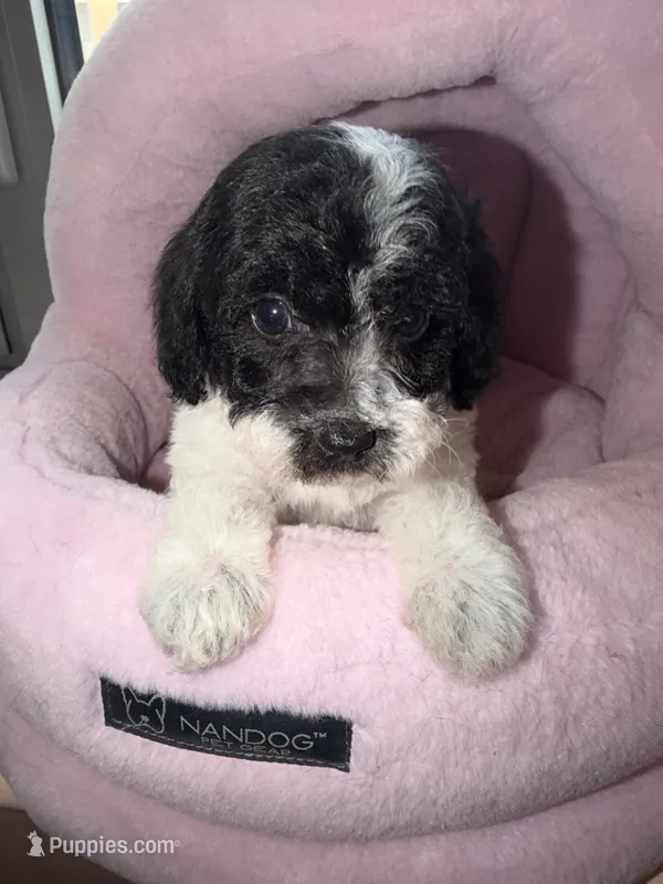 AKC Chester – Poodle - Toy  puppy for sale in New York City, NY