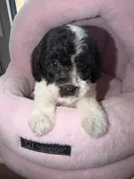 AKC Chester, a male Poodle - Toy  for sale in New York City, NY – 1 of 3