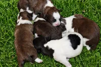 Beast , a male Lhasapoo and Shih Tzu for sale in Bronx, NY – 2 of 2