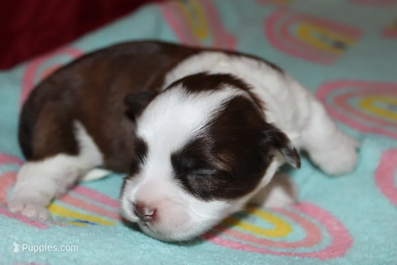 Beast  – Lhasapoo, Shih Tzu puppy for sale in Bronx, NY