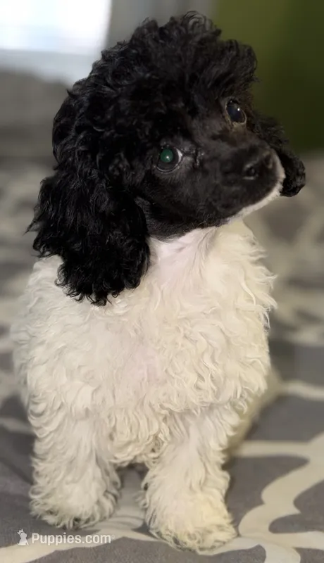 AKC Luca – Poodle - Toy  puppy for sale in New York City, NY