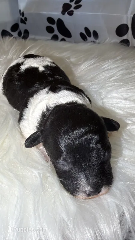 AKC Parti Female  – Poodle - Toy  puppy for sale in New York City, NY
