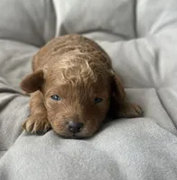 AKC Rocko, a male Poodle - Toy  for sale in Bronx, NY – 5 of 10