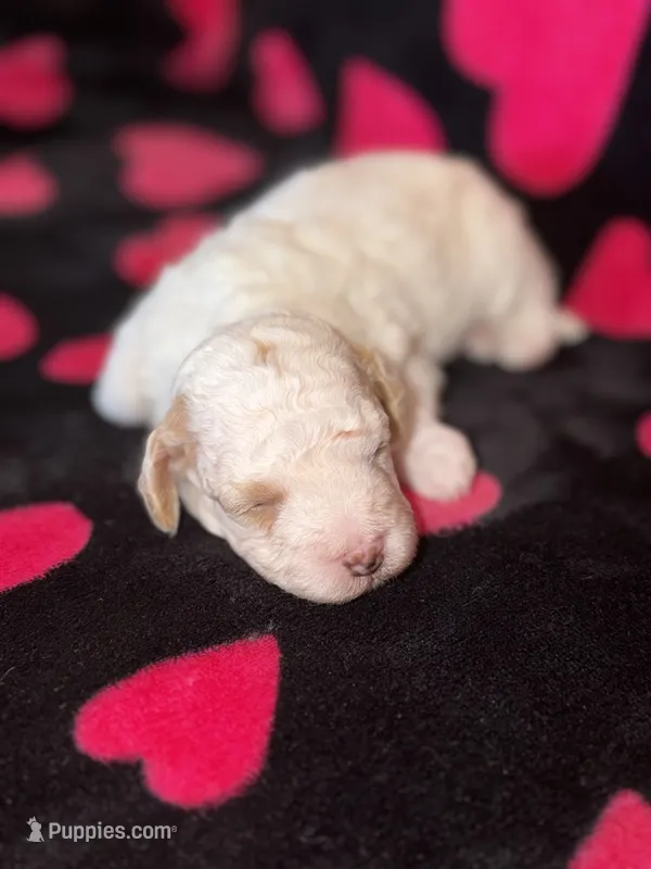 AKC Albert – Poodle - Toy  puppy for sale in New York City, NY
