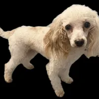 AKC Brutus, a male Poodle - Toy  for sale in New York City, NY – Photo 3 of 5