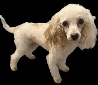 AKC Brutus, a male Poodle - Toy  for sale in New York City, NY – Photo 2 of 4