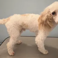 AKC Brutus, a male Poodle - Toy  for sale in New York City, NY – Photo 4 of 5