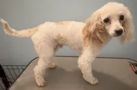 AKC Brutus, a male Poodle - Toy  for sale in New York City, NY – Photo 3 of 4