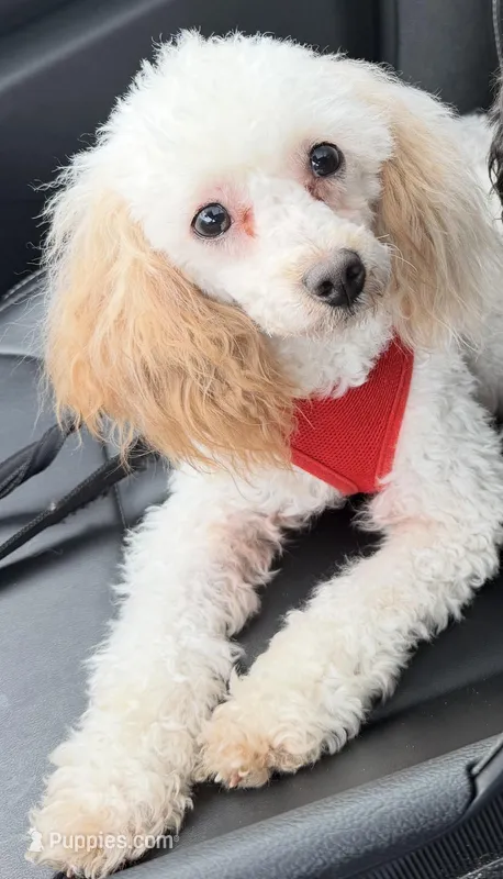 AKC Brutus – Poodle - Toy  puppy for sale in New York City, NY