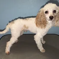 AKC Brutus, a male Poodle - Toy  for sale in New York City, NY – Photo 2 of 5