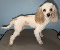 AKC Brutus, a male Poodle - Toy  for sale in New York City, NY – Photo 1 of 4