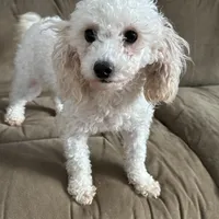 AKC Brutus, a male Poodle - Toy  for sale in New York City, NY – Photo 5 of 5